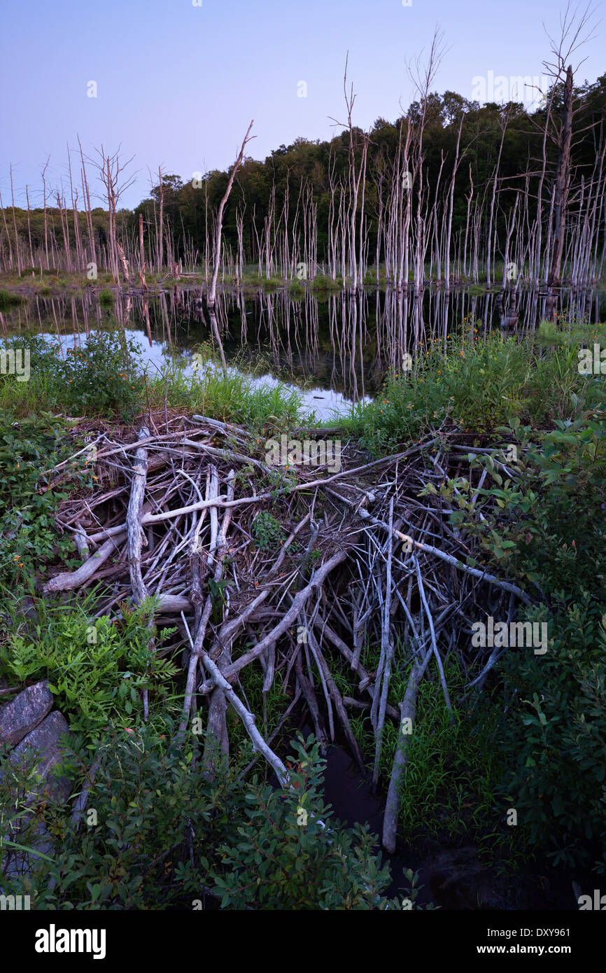 Der Vollmond steigt in der Dämmerung über eine Beaver dam in einem Sumpf in der Nähe von Bala, Muskoka, Ontario, Kanada. Stockfoto