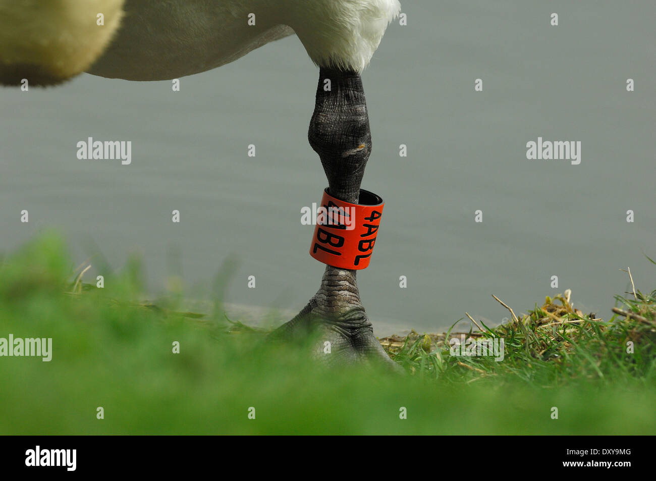 Vogel-Ring Nummer Identitätstag auf einem Schwäne Beine Stockfoto