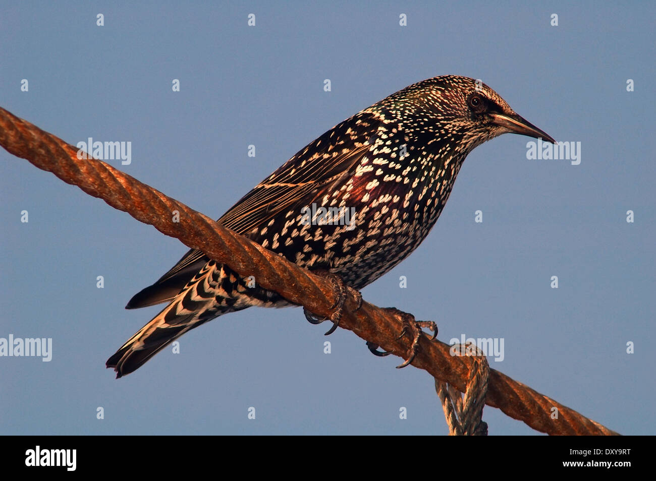 Gemeinsamen Starling Sturnus Vulgaris, Nahaufnahme Stockfoto