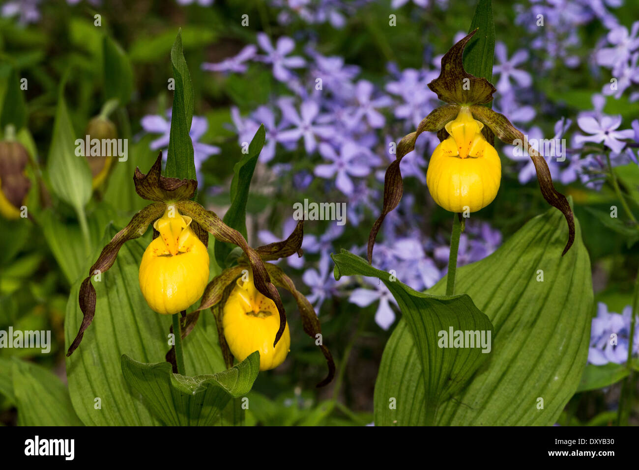 Gelbe Frauenschuh Blume Cypripedium Calceolus an der University of Minnesota Landschaft Arboretum. Stockfoto