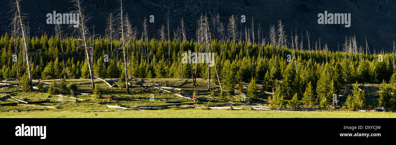 Wald Erholung nach einem Brand im Yellowstone National Park in der Nähe von Mt Haynes. Stockfoto