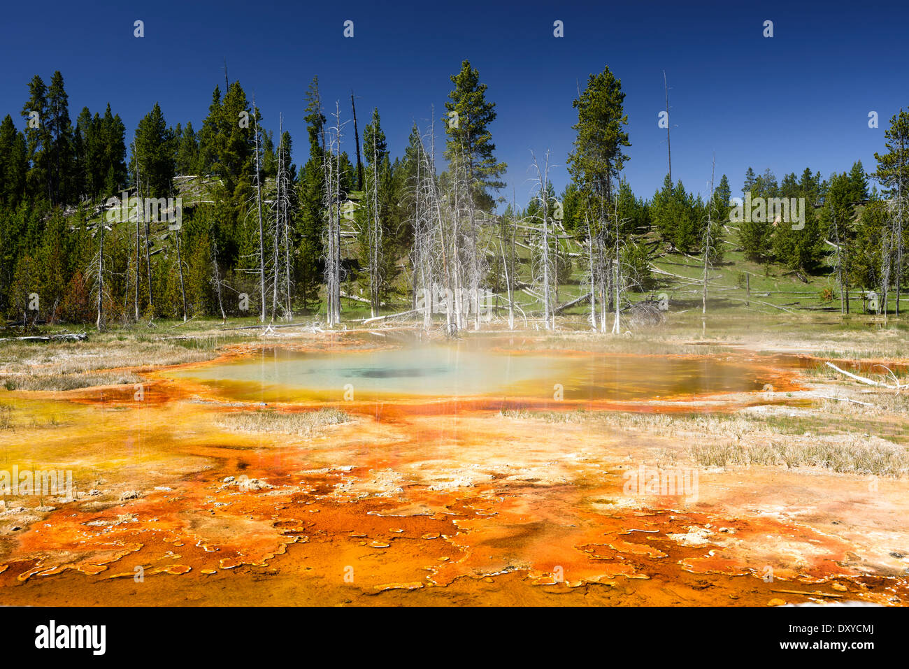 Chain Lake Group Thermalquelle Teil des Upper Geyser Basin, Yellowstone-Nationalpark. Stockfoto