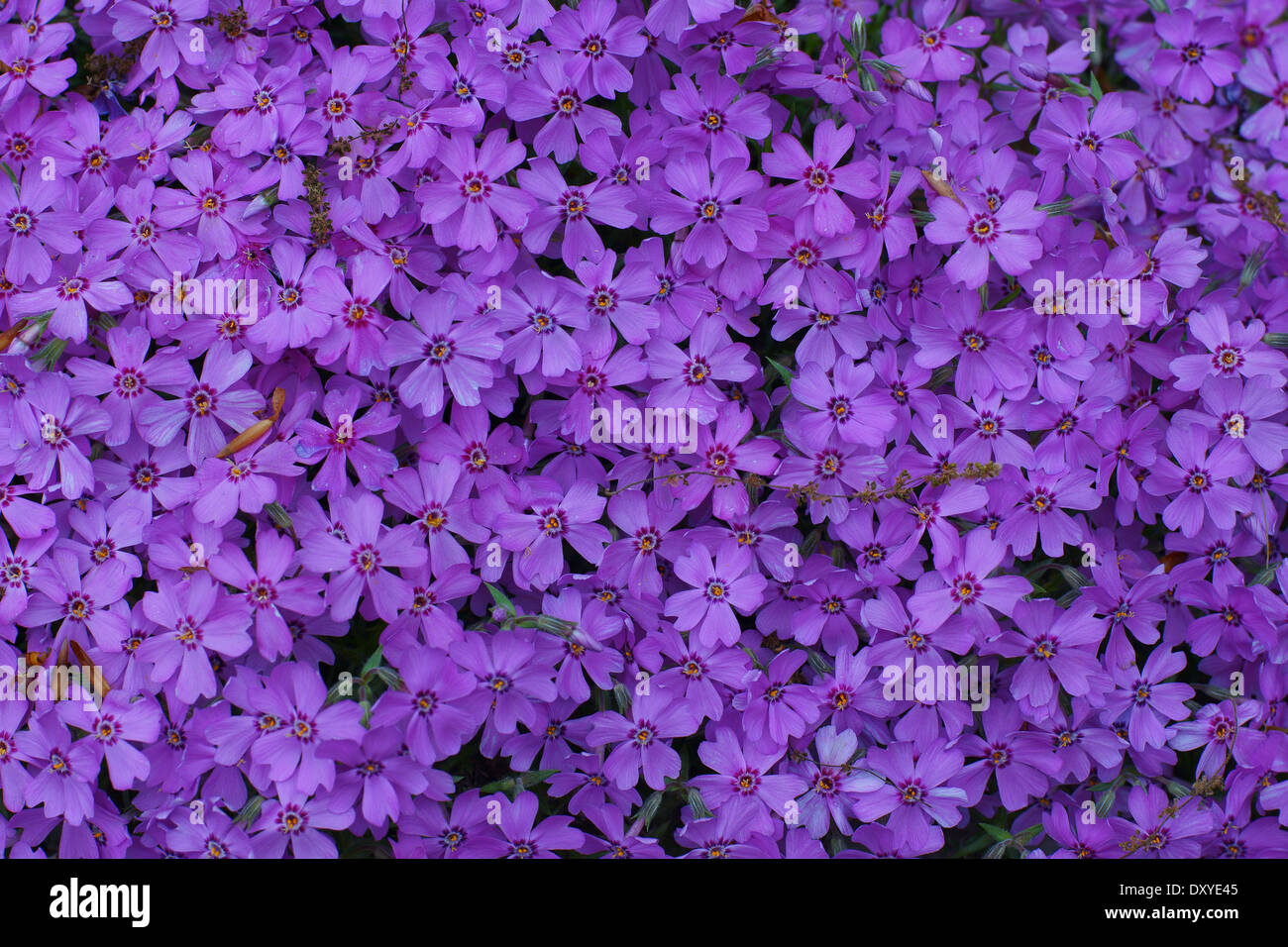 Zahlreiche kleine lila Blüten fest versammelt. Stockfoto
