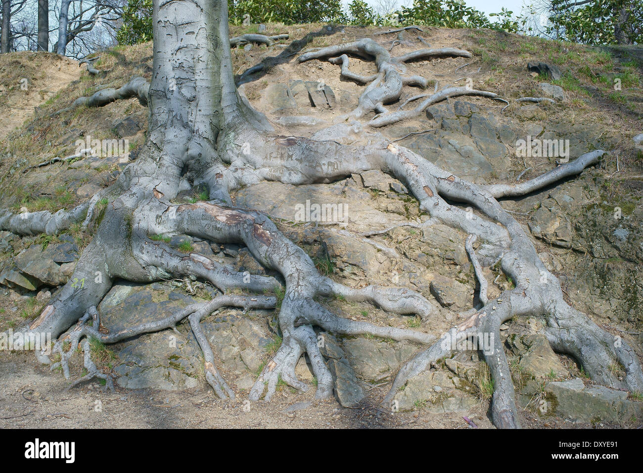 Beech tree mehrere Wurzeln Fagus Sylvatica Stockfoto