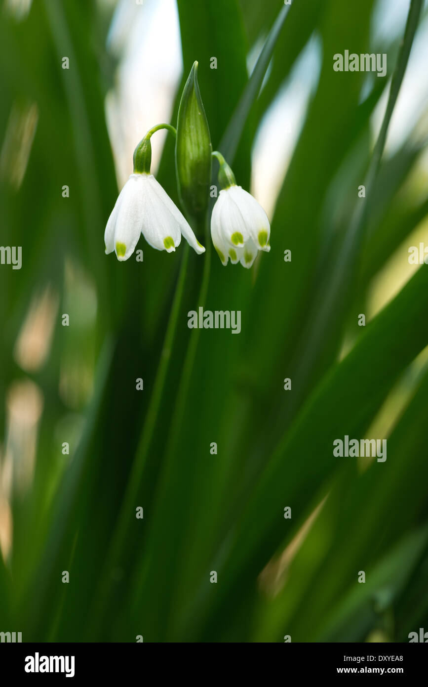 Leucojum Aestivum Schneeflocke Blüten kontrastieren mit reichen farbigen schlanke Blätter Stockfoto