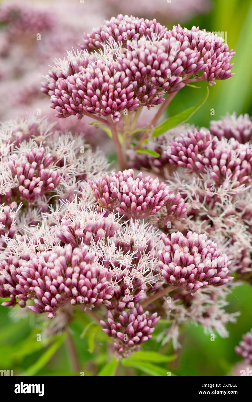 Eupatorium Canabinum Flore Pleno, Hemp Agrimony, Blütenstand, August, Sommer. Rosa Blume. Stockfoto