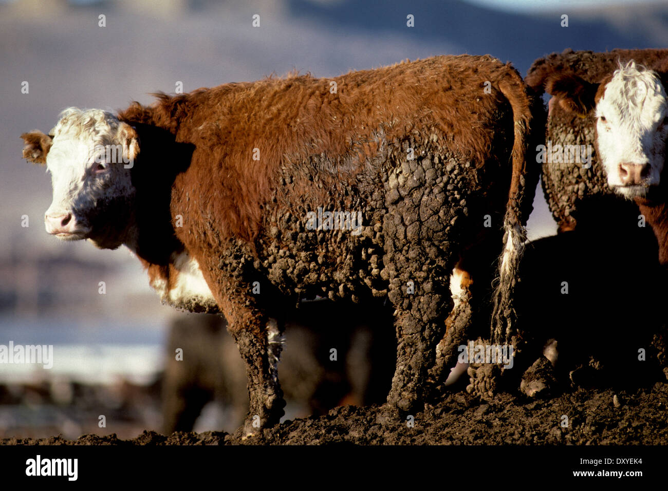 Hereford-Rinder in einem Feedlot (konzentriert Tier füttern Betrieb - CAFO) Stockfoto