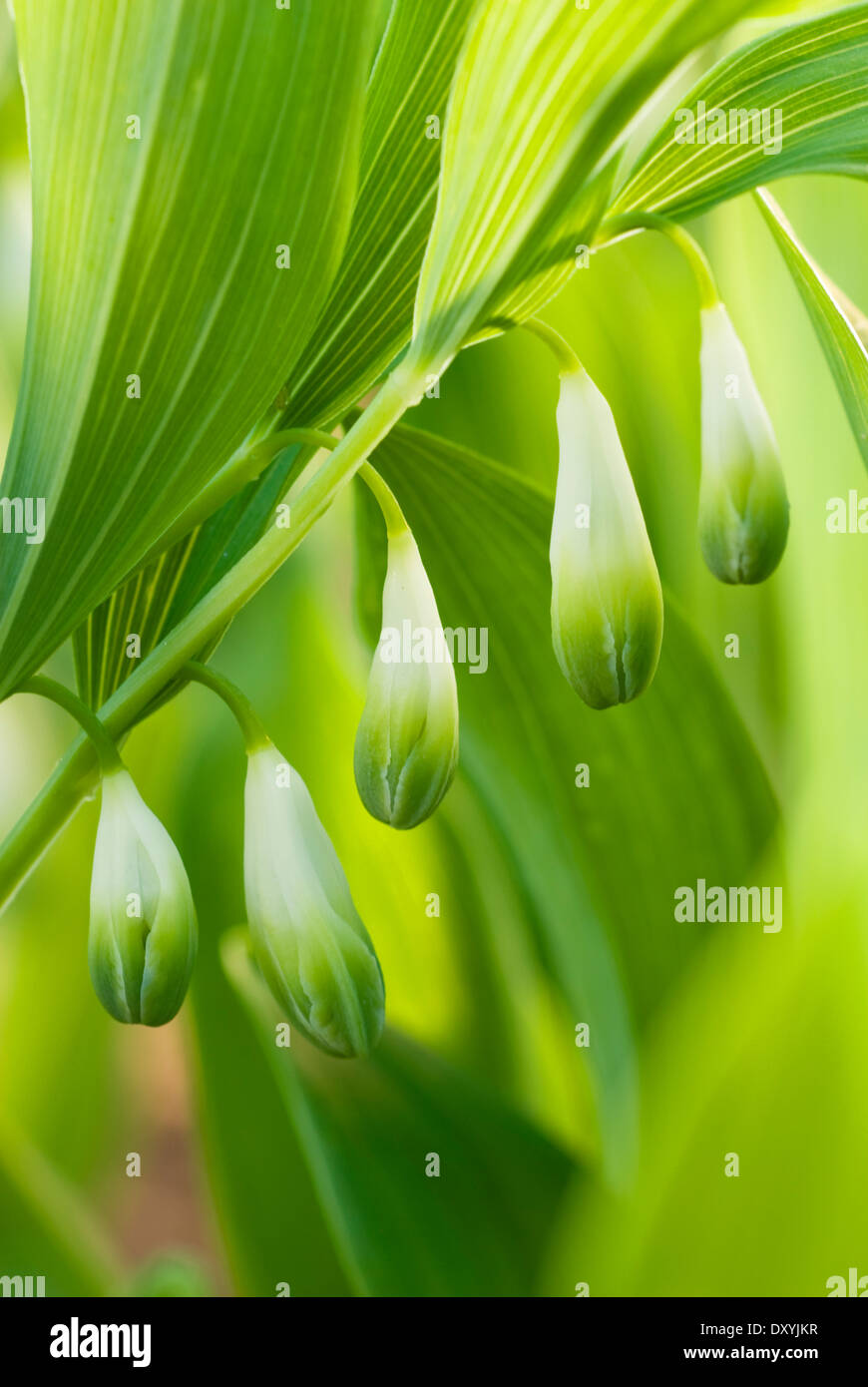 Polygonatum Odoratum, Solomans Dichtung. Staude, Mai. Weiße Blüten. Stockfoto