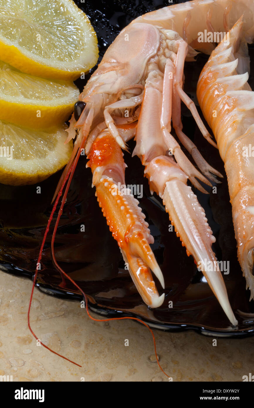 Scampi oder norwegischen Hummer (Nephrops Norvegicus) Stockfoto
