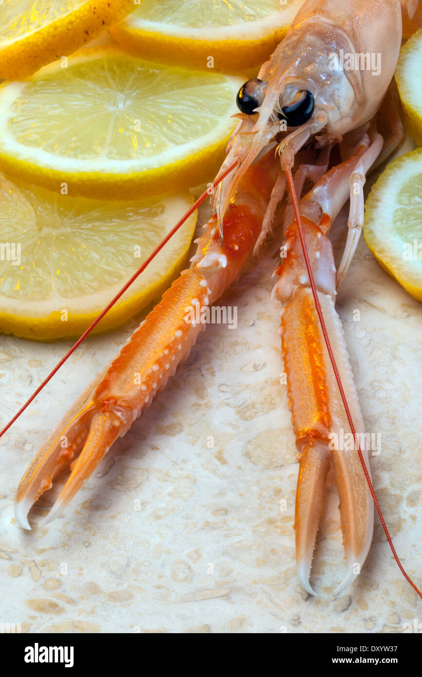 Ein Langusten oder norwegischen Hummer (Nephrops Norvegicus) Stockfoto