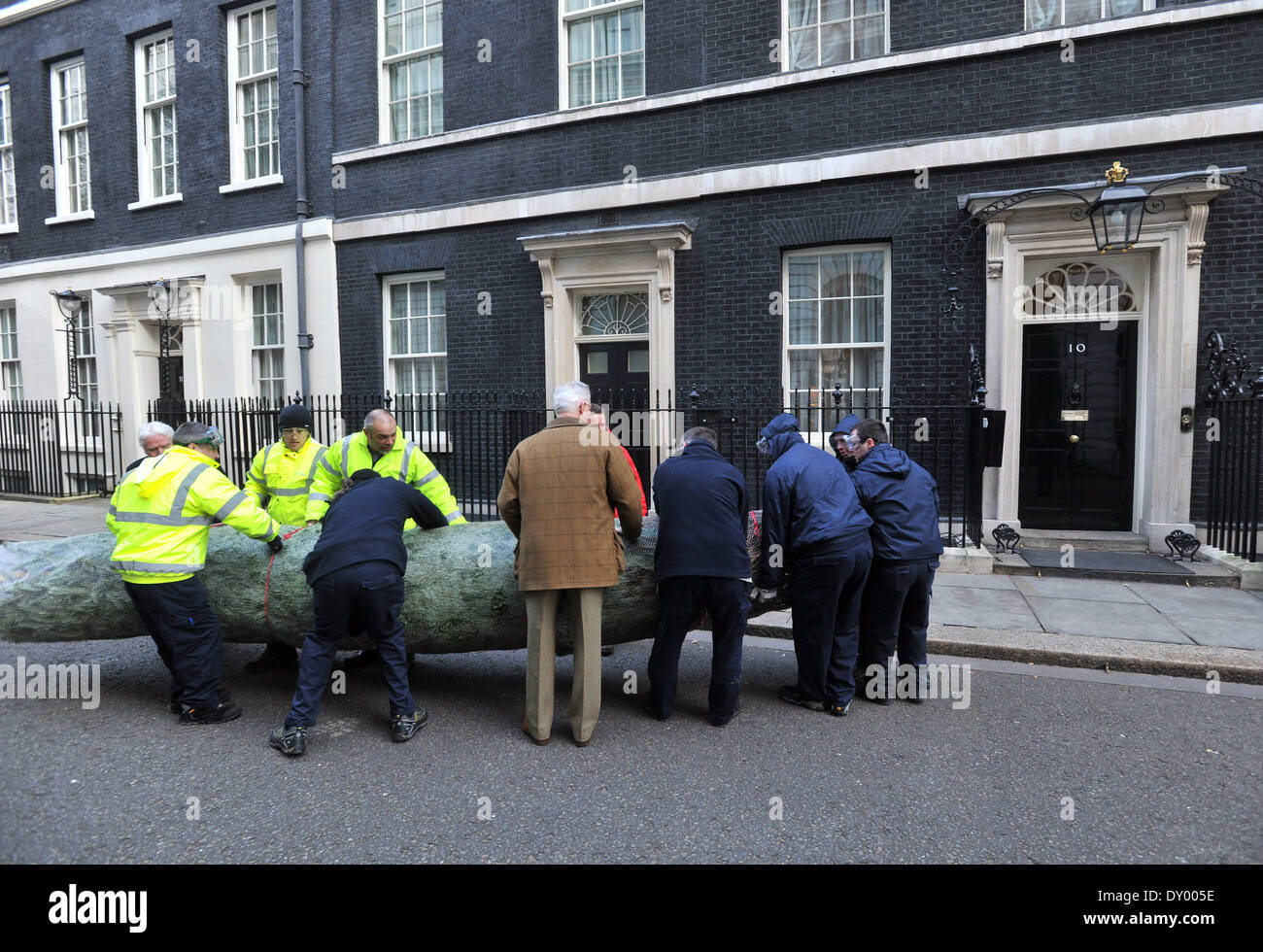 Die britische Weihnachtsbaum Growers Association errichtet seine gewinnende Weihnachtsbaum außerhalb 10 Downing Street Featuring: Atmosphäre wo: London Vereinigtes Königreich wenn: 30. November 2012 Stockfoto