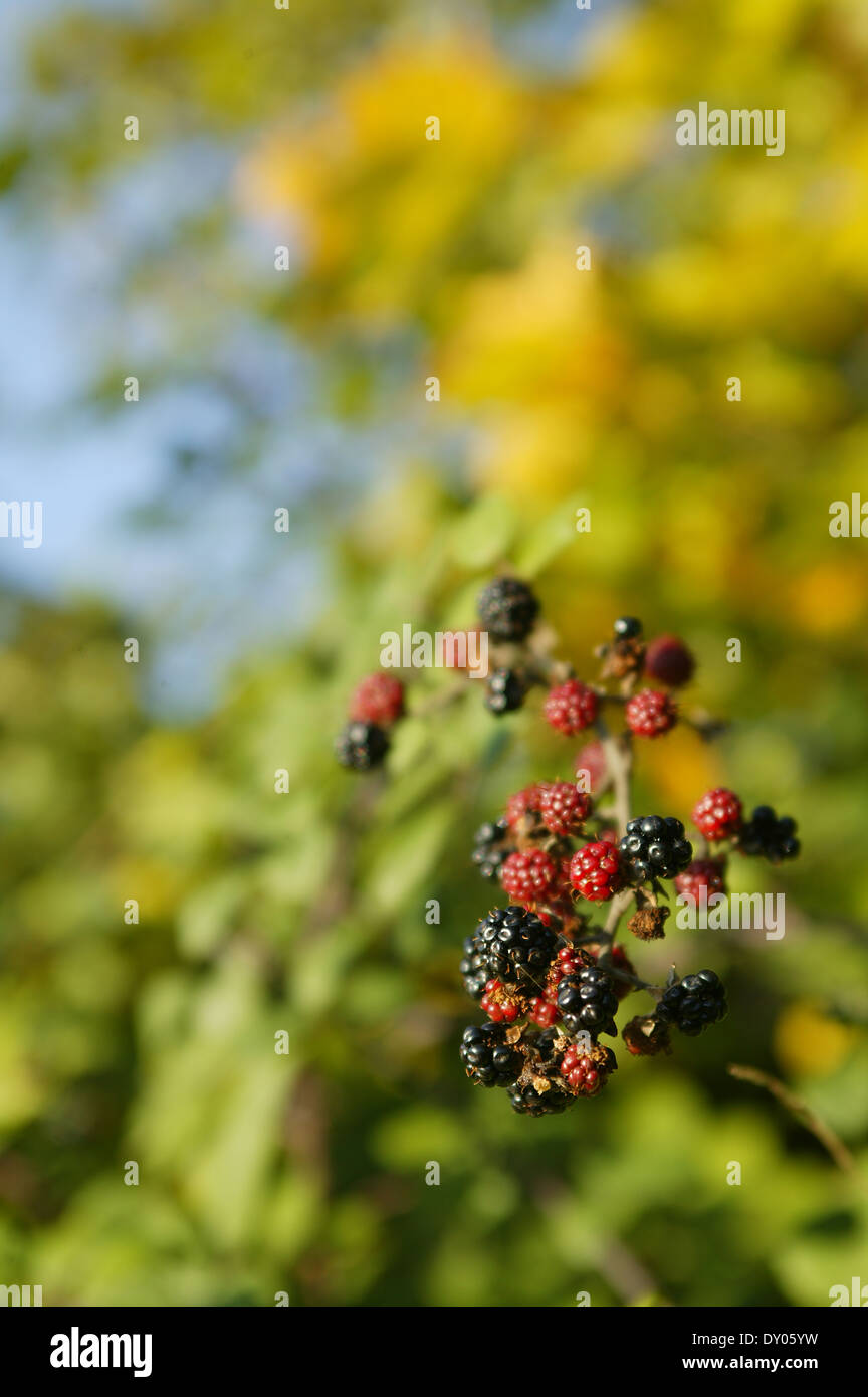 Im Herbst Beeren in UK Hecke Stockfoto