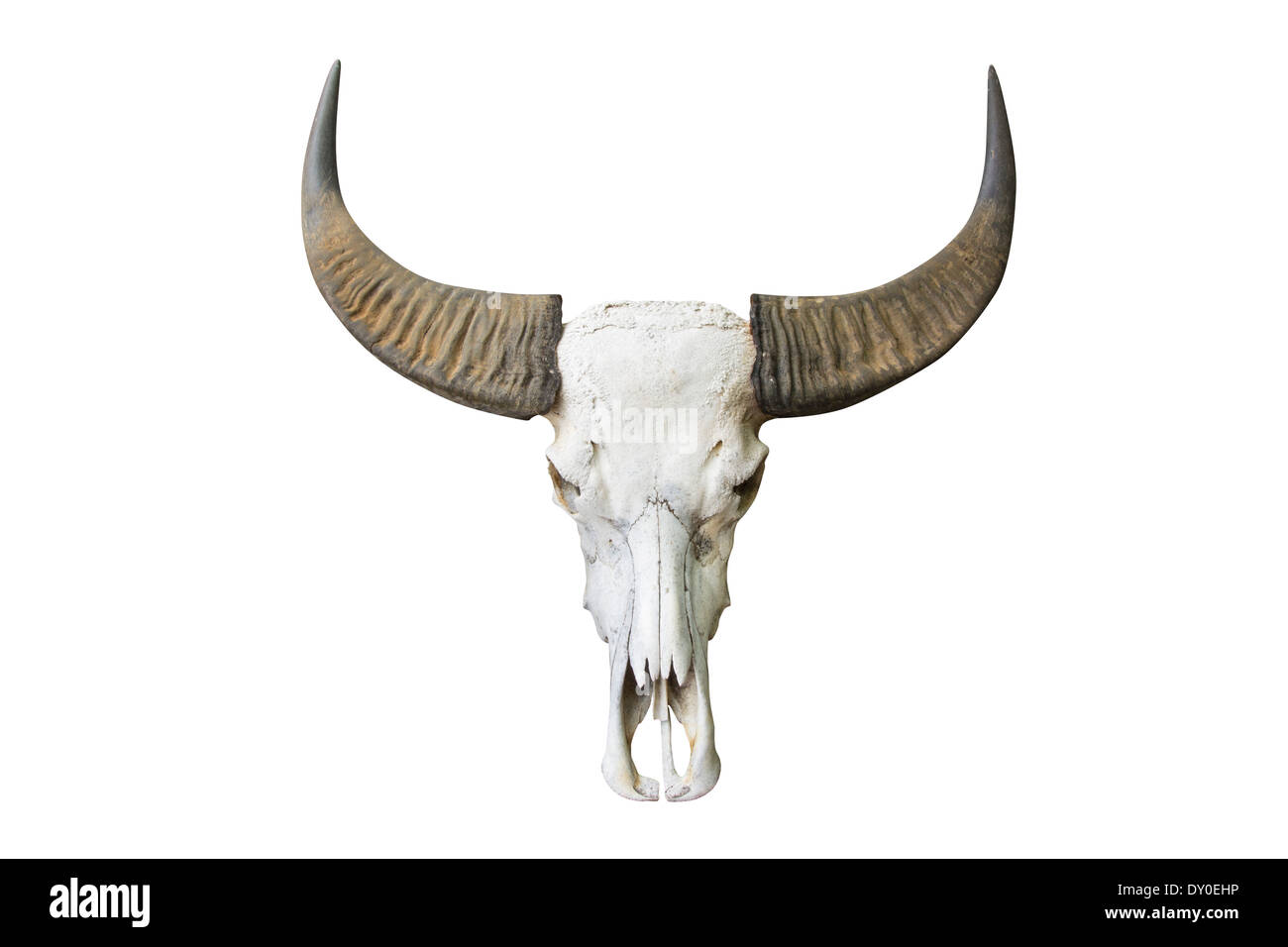 Büffel tierischen Schädel Kopf isoliert auf weißem Hintergrund Stockfoto