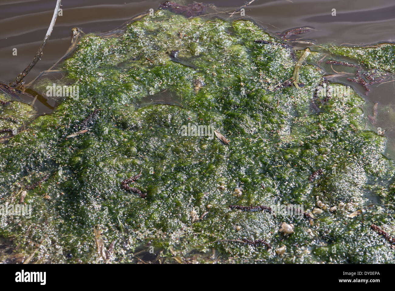 Grünalge, grüne Algen, Schraubenalgen, Grünalgen, Fadenalgen, Algenmatten, Algenwatte, Algen, Algenteppich, Spirogyra Spec. Stockfoto