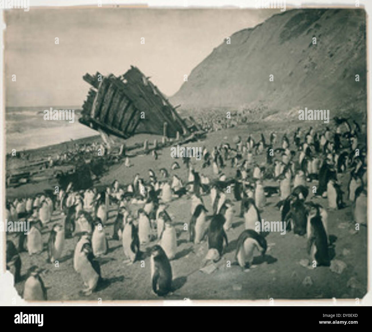 Das Wrack der „Dankbarkeit“, ein Schiff, das 1911 auf Macquarie Island gestrandet war. Das von Frank Hurley aufgenommene Bild zeigt den dramatischen Verlust und die raue Landschaft der Region. Stockfoto