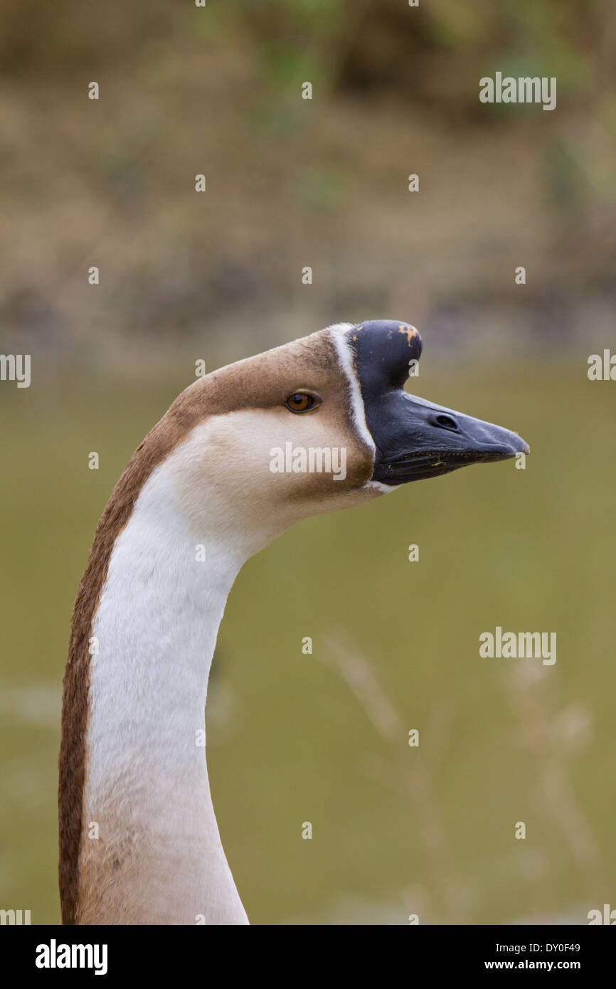 Anser Cygnoides - Bauernhof Gans, Porträt vor dem Hintergrund des Wassers Stockfoto