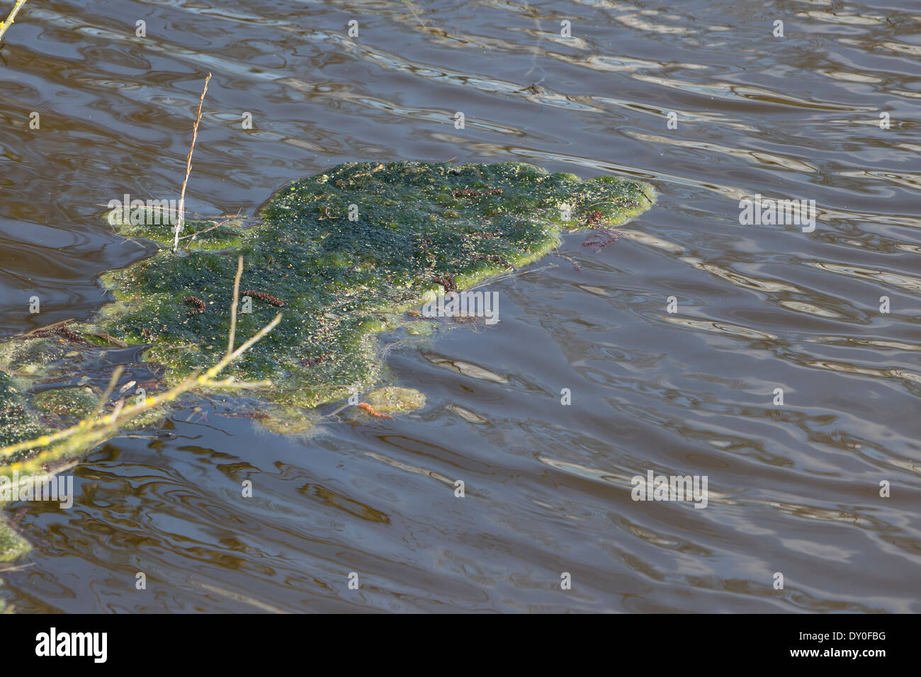 Spirogyra Spec Stockfotos und bilder Kaufen Alamy