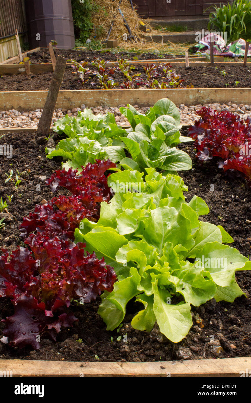 Hochbeet mit salat Fotos und Bildmaterial in hoher Auflösung Alamy