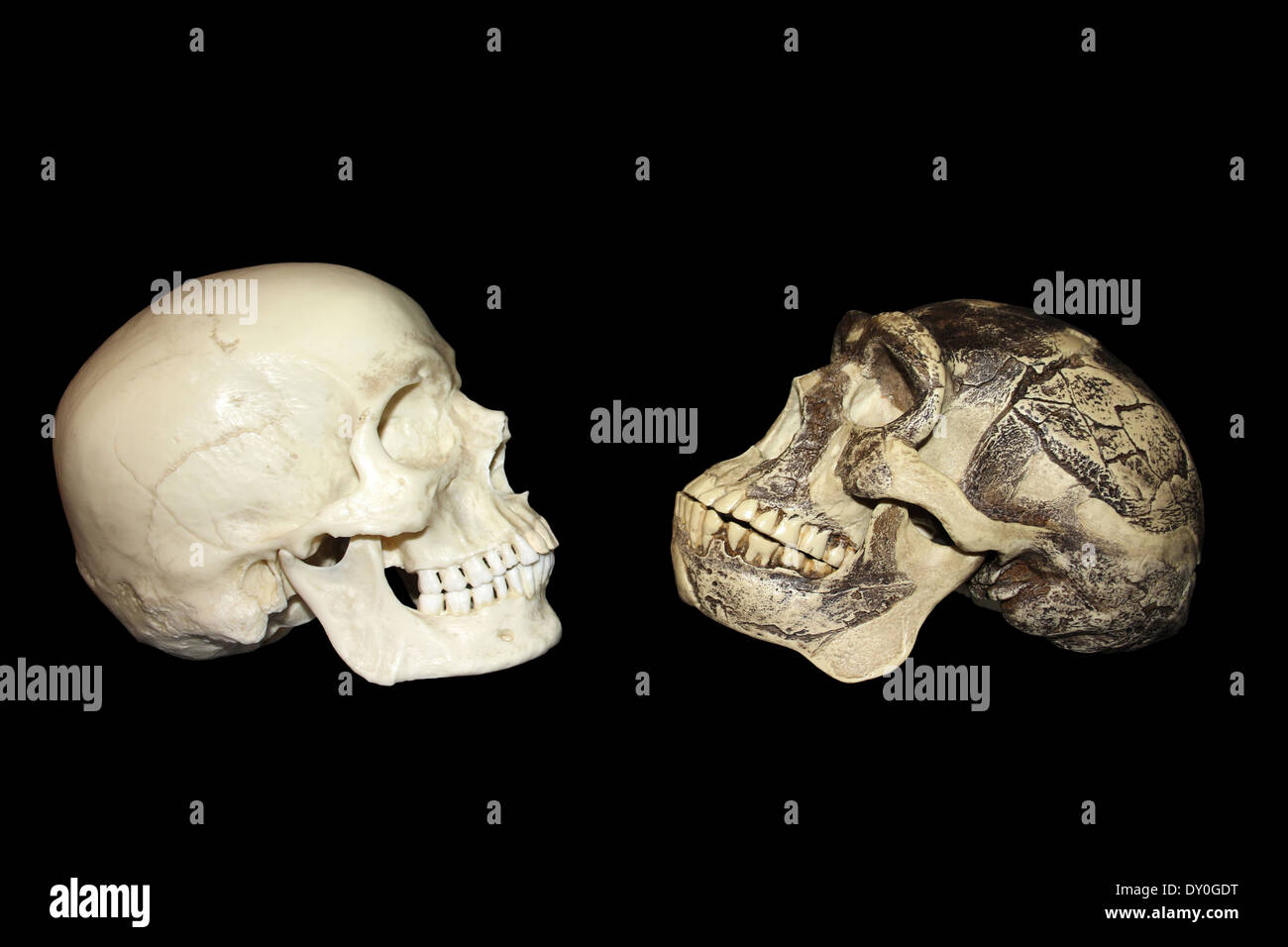 Homo Sapiens Vs Zhoukoudian (Choukoutien) Homo Erectus Schädel Stockfoto