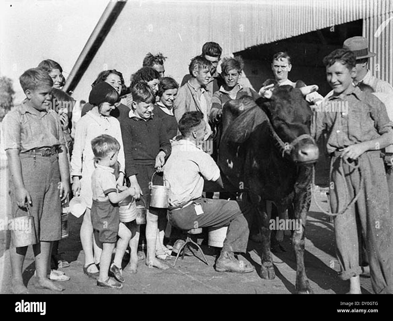 Ein Foto von der Royal Easter Show in Sydney, um die 1930er Jahre, zeigt Kinder, die kostenlose Milch direkt von der Kuh genießen. Bei der Veranstaltung, die als Children's Day bekannt ist, interagieren barfuß Kinder während der Landwirtschaftsmesse mit einer Kuh und halten so eine einfachere Zeit in der australischen Geschichte fest. Stockfoto