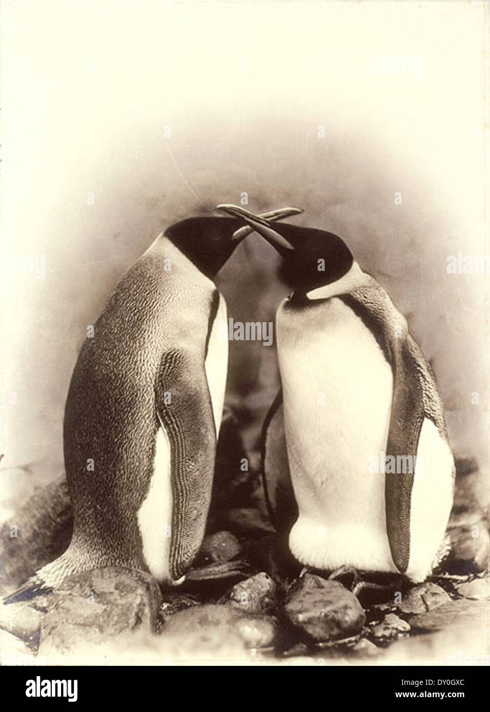 König Penguins, Antarktis, 1911-1914 / Frank Hurley Stockfoto