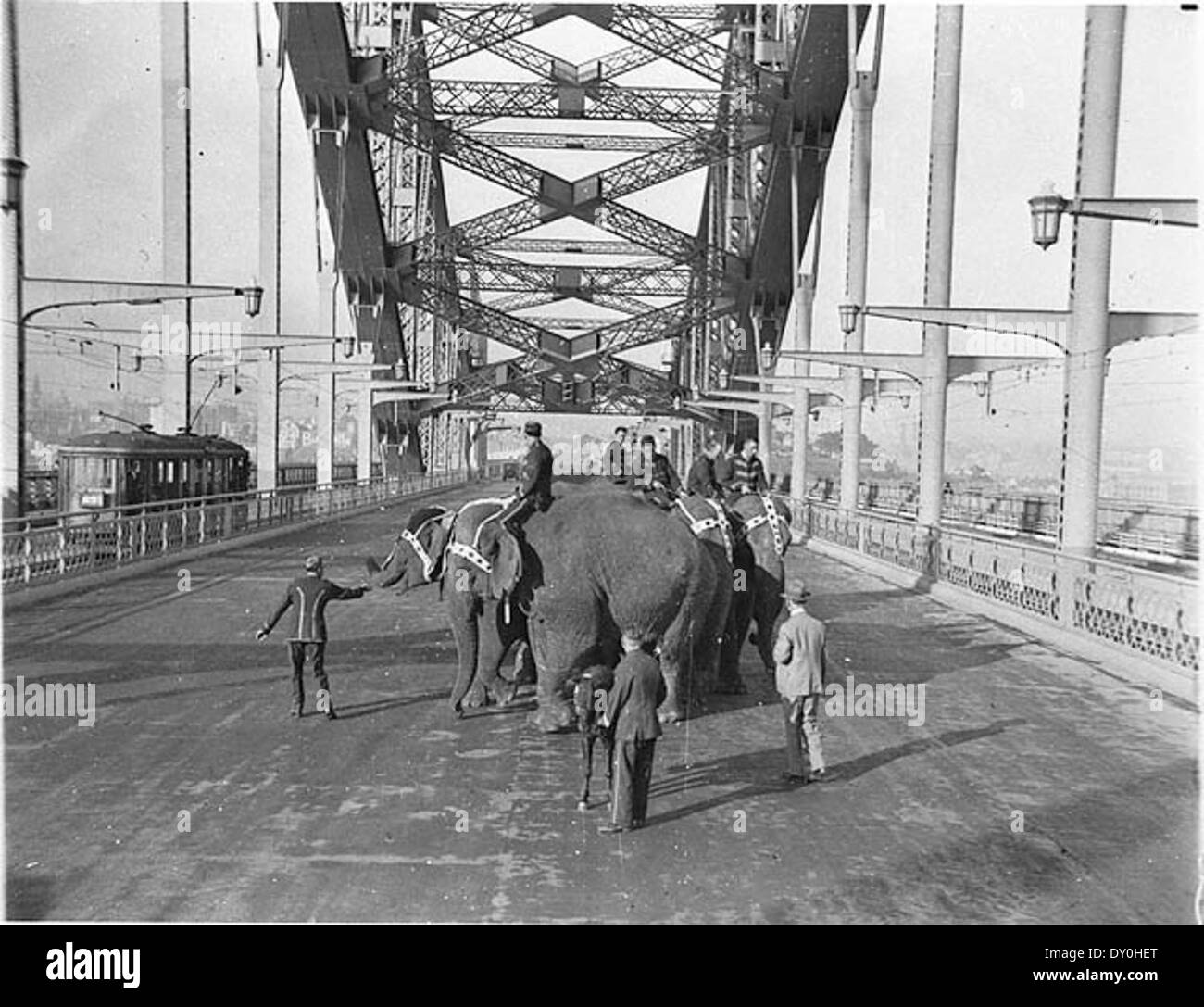 Sechs Wirths Zirkuselefanten mit ihren Begleitern und einem Shetland-Pony, das die Sydney Harbour Bridge für Werbung überquert, 3. April 1932 / Sam Hood Stockfoto