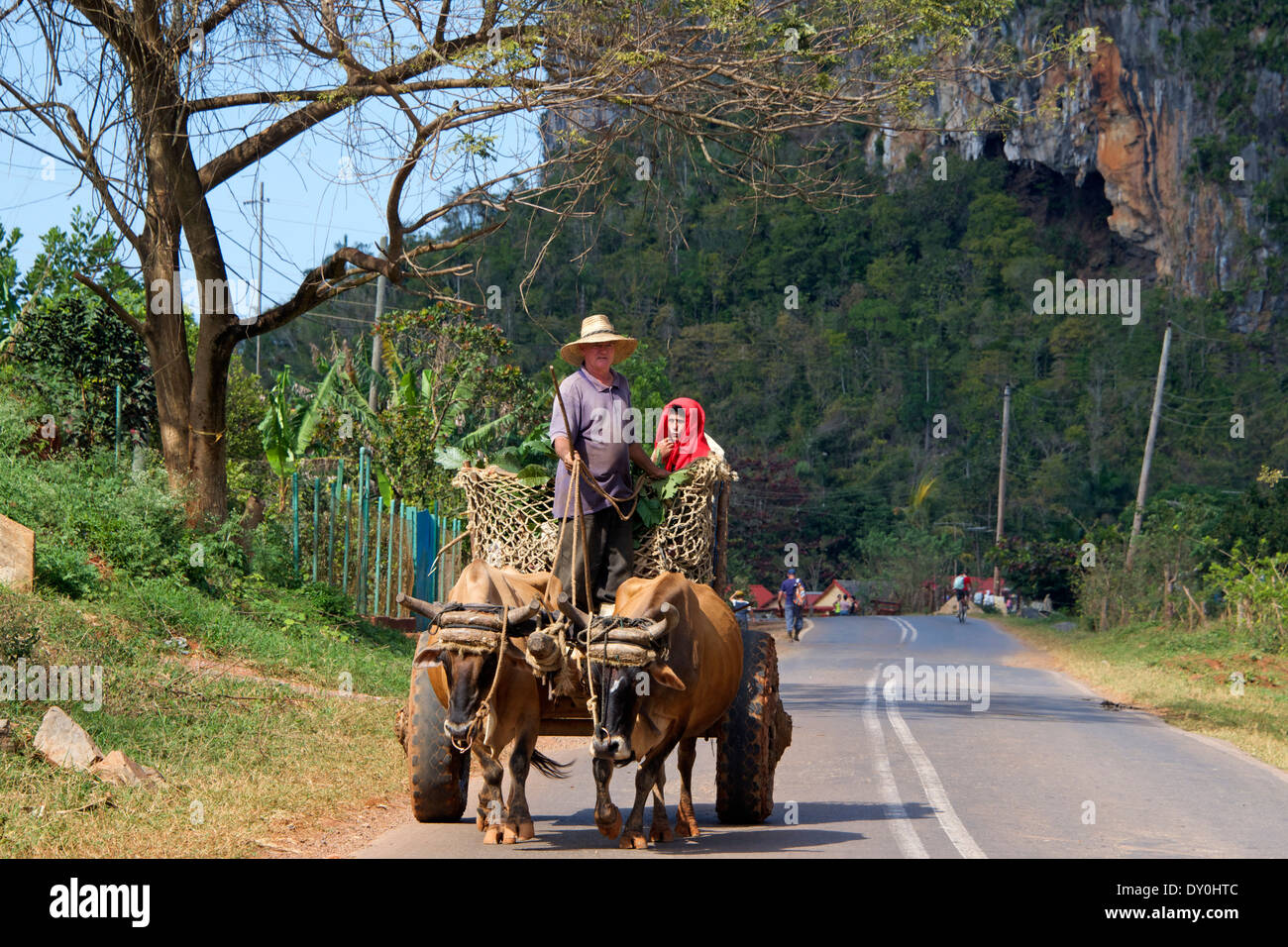 Ochsenkarren mit Fahrer und Frau Vinales-Kuba Stockfoto