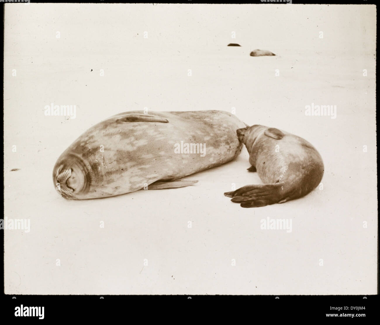 Dieses historische Foto von der Shackleton-Rowett-Expedition 1921-1922 in der Antarktis zeigt Mitglieder der Expedition, einschließlich des Säugens, umgeben von Robben. Es dokumentiert einen wichtigen Moment der Polarforschung. Stockfoto