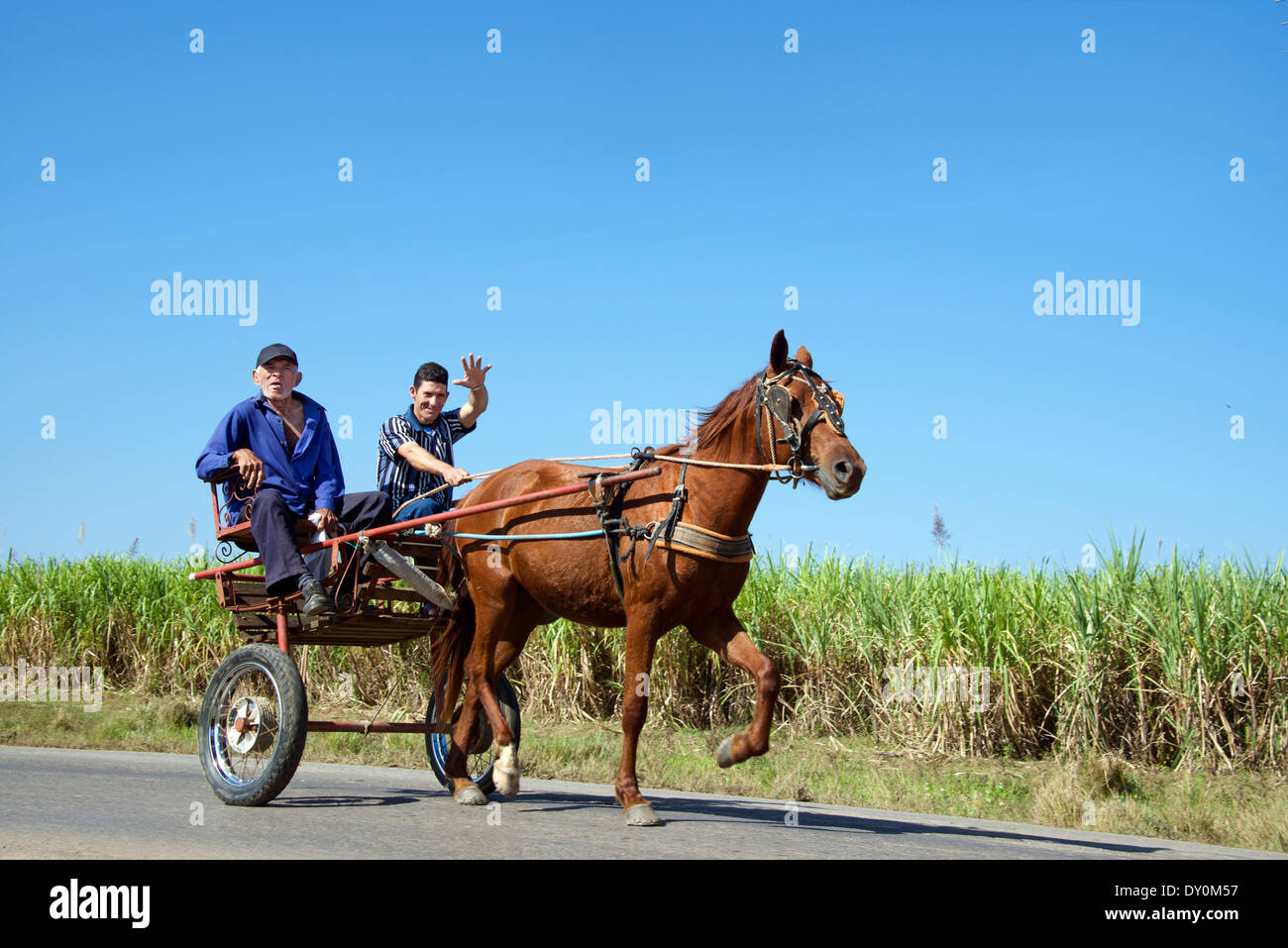 Zwei Männer in Pferd gezogenen Wagen Vinales Kuba Stockfoto
