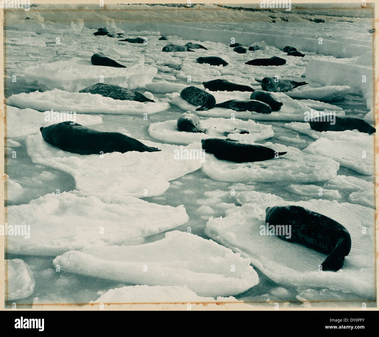 Einen verträumten Venedig in der Dichtung - Land, von [Ausstellung der Bilder, die während der AUSTRALASIAN Antarctic Expedition und andere fotografische Studien von Frank Hurley], 1911-1914 genommen Stockfoto