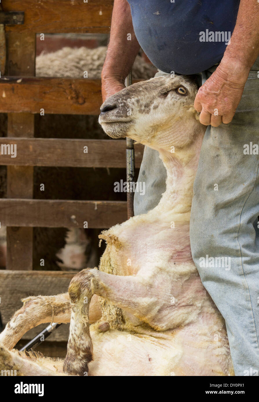 Schafschur, New Zealand - hält Bauer eine große Schafe durch den Kopf nach der Schur seine Wolle Stockfoto