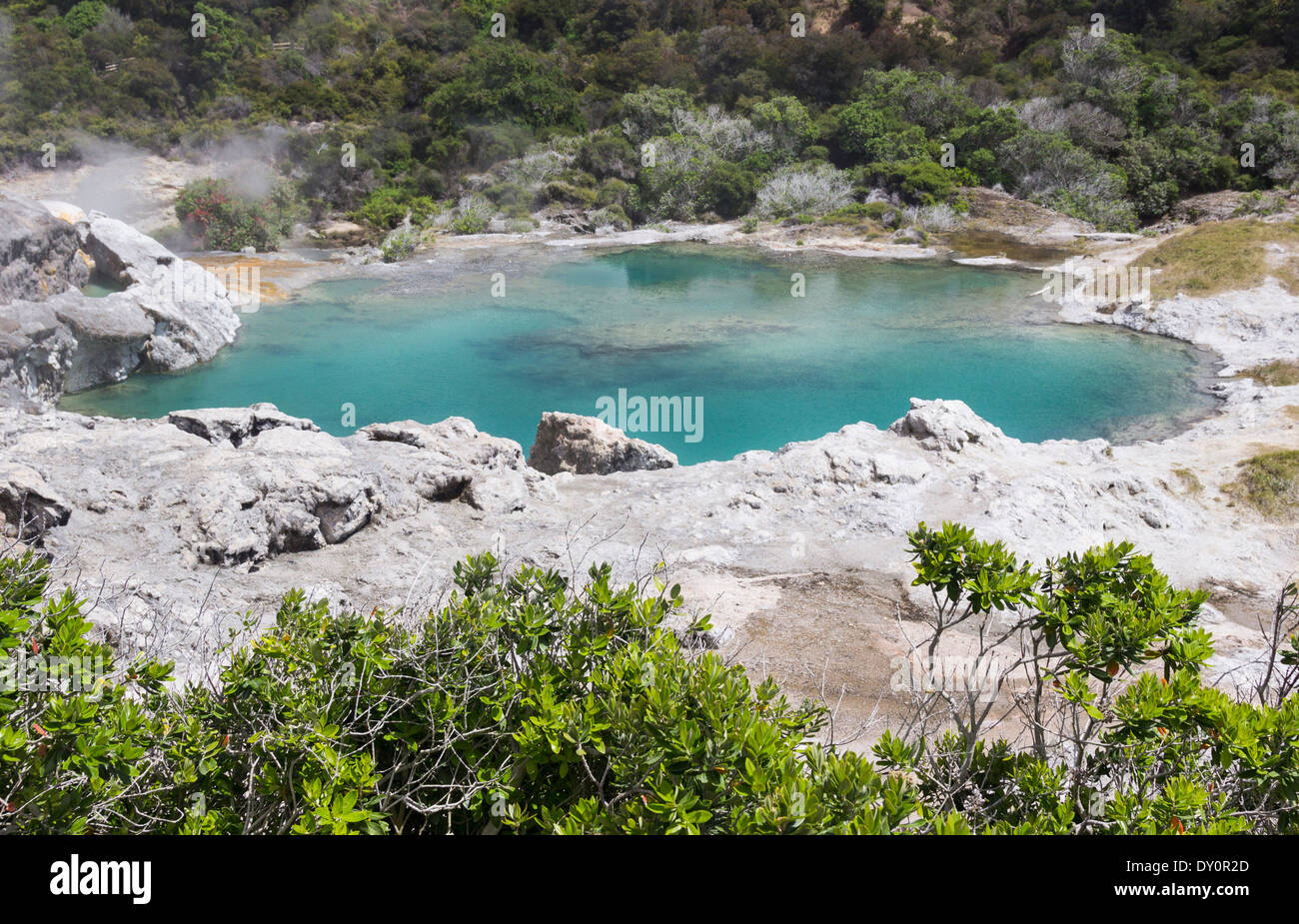 Die blauen Pool in Whakarewarewa geothermische Gebiet, Rotorua, Neuseeland Stockfoto