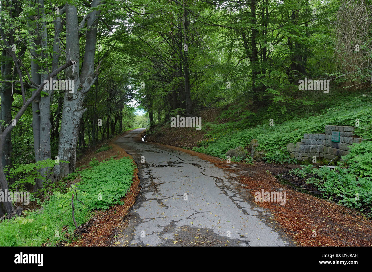 Panorama der malerischen Wald mit Straßen- und Brunnen Stockfoto