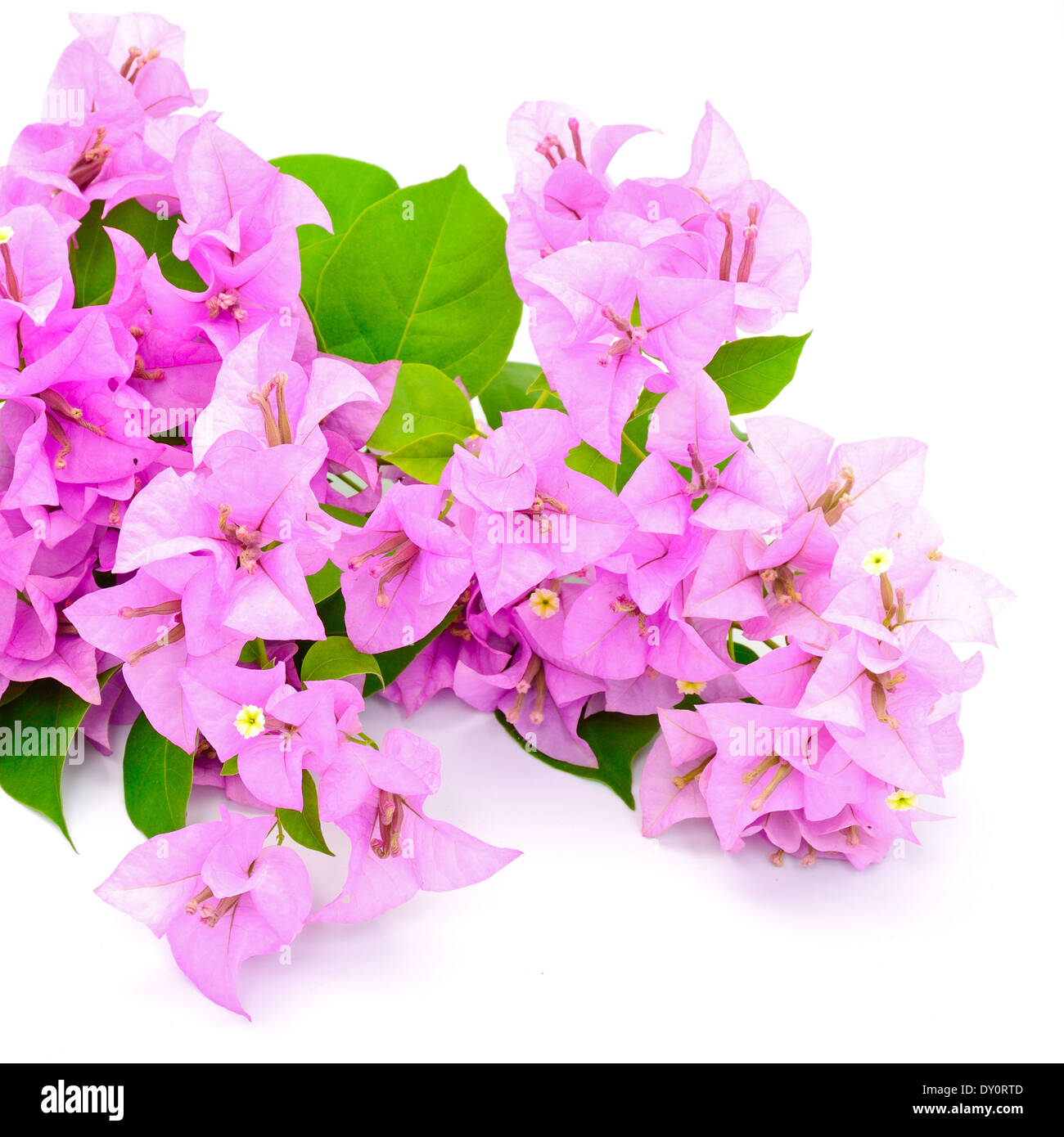 Violetten Bougainvillea Blume, isoliert auf weißem Hintergrund Stockfoto