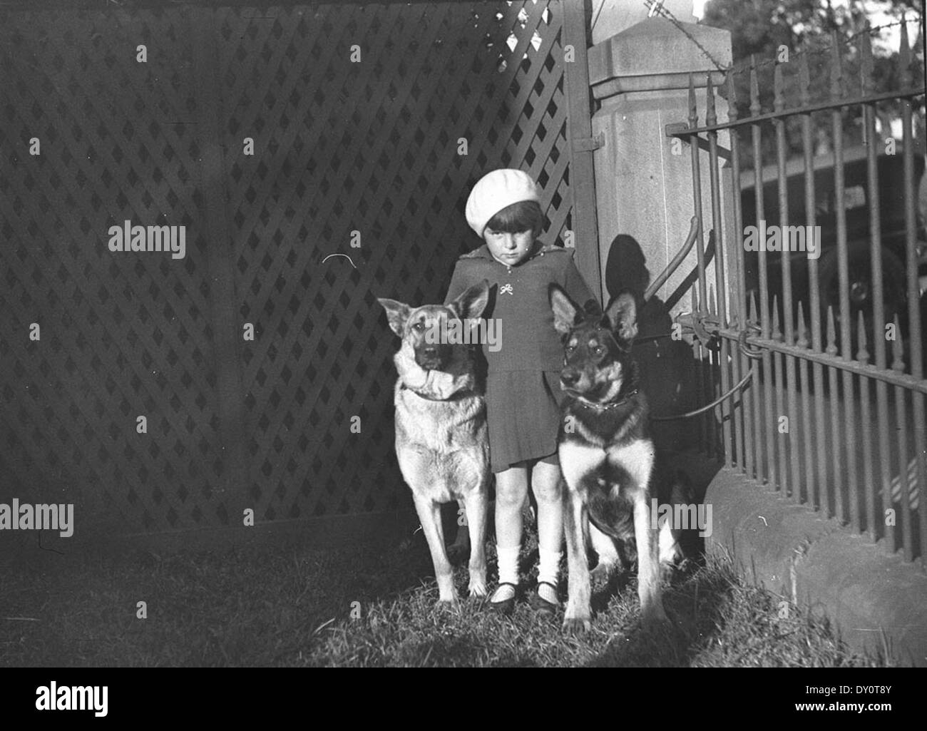 Hundeausstellung in Marrickville. Kleines Mädchen mit zwei elsässischen Hunde, 20. Juli 1934, von Ted Hood Stockfoto