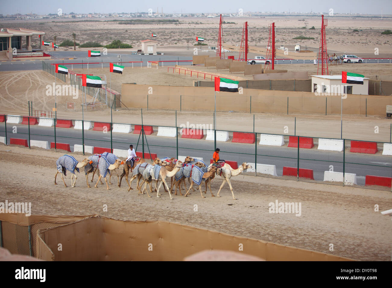 Al Wathba Camel Racing Strecke Kamele Wuste Abu Dhabi Vereinigte Arabische Emirate Stockfotografie Alamy