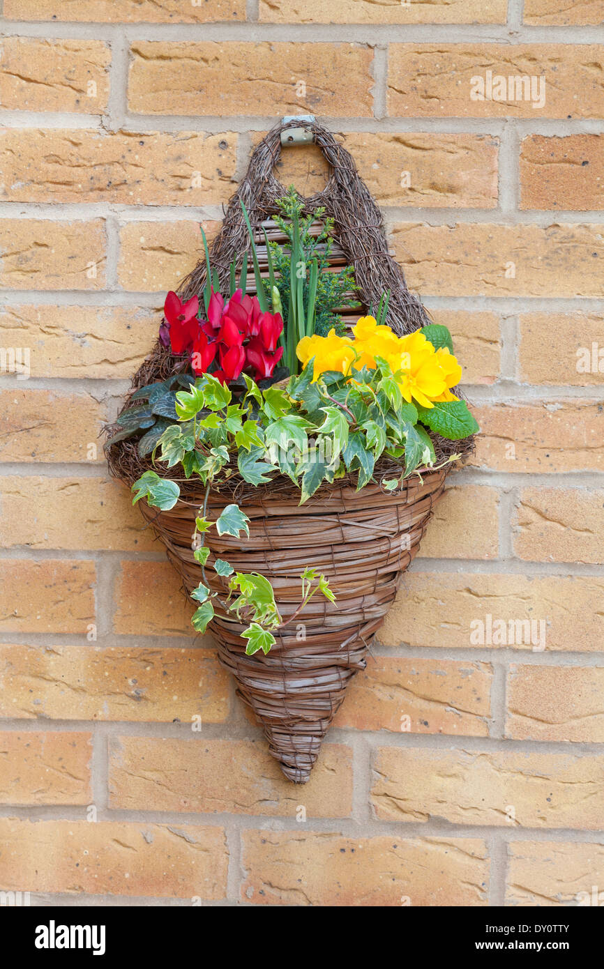 Wand montiert Blumenampel mit Frühlingsblumen Stockfotografie - Alamy