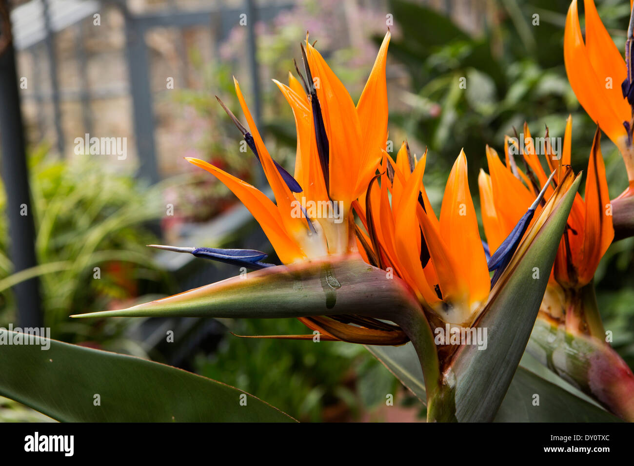 Irland, Co. Donegal, Glenveagh Castle, Paradiesvogel Pflanzen in das Treibhaus Stockfoto