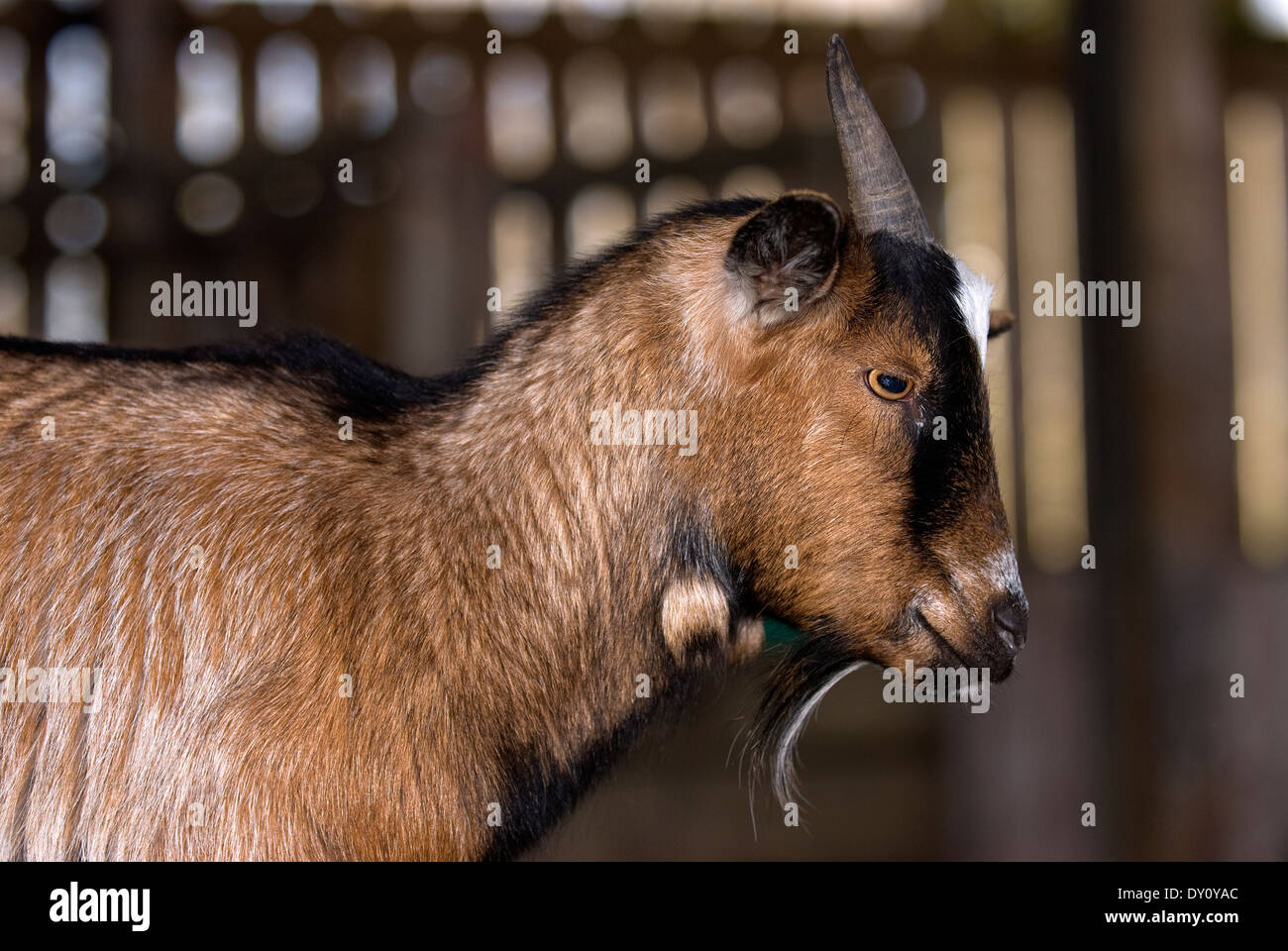 Pygmy goat auf der Farm, in der Nähe von Haslemere, Surrey, Großbritannien. Stockfoto