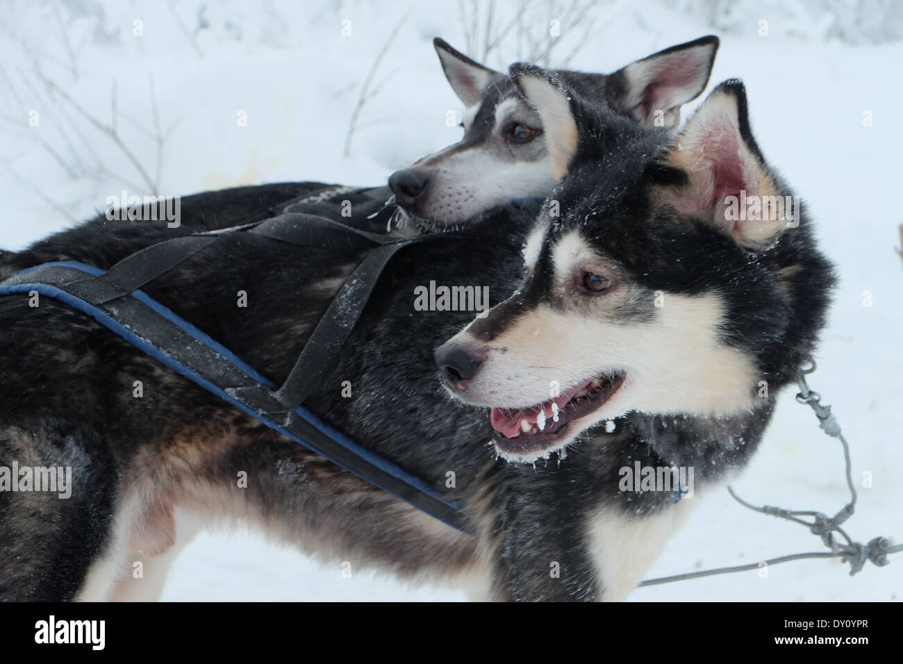 Zwei Huskies Laufzeit suchen, wieder warten. Stockfoto