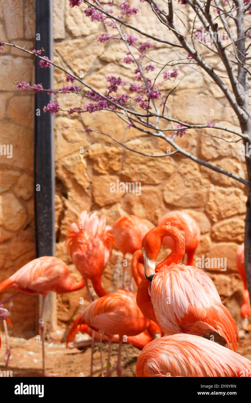 Einige Flamingos putzen und genießen jede andere Firma Stockfoto