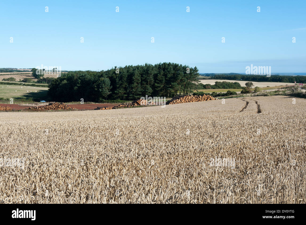 Ein Feld von Gerste Reifung bei Wandylaw auf einem Bauernhof mit einem Wäldchen in der Nähe von Alnwick Northumberland England Vereinigtes Königreich UK Stockfoto