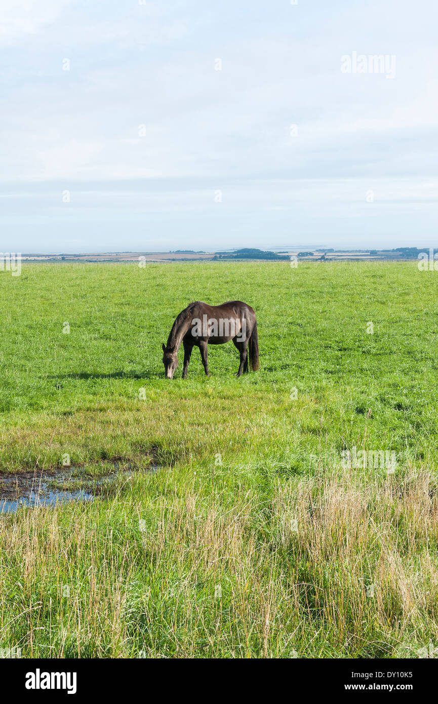 Braun Chestnut Pferd grasen auf einem Feld am Wandylaw in der Nähe von Alnwick Northumberland England Vereinigtes Königreich UK Stockfoto