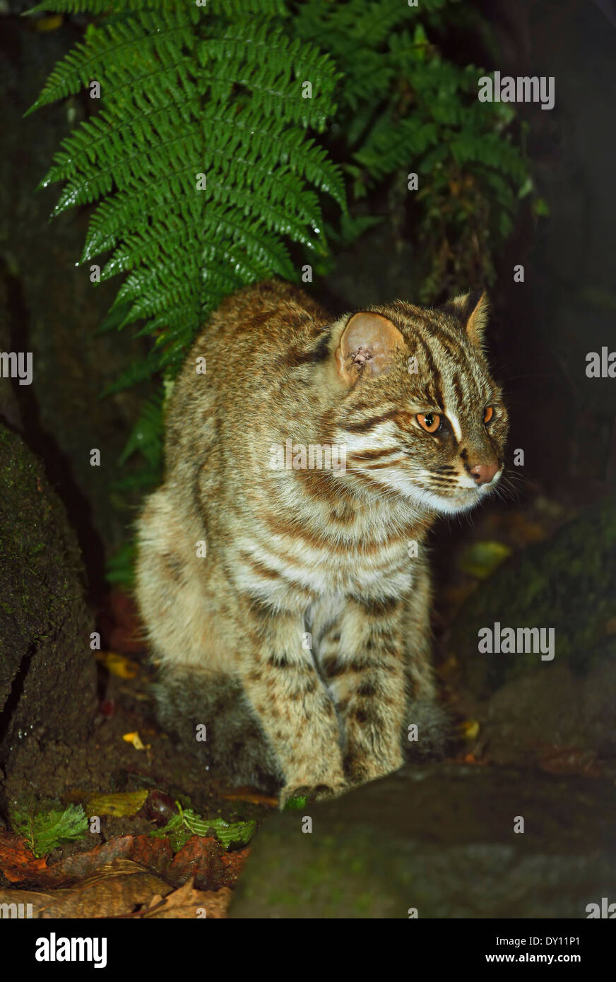 Amur-Bengal-Katze (Prionailurus Bengalensis Euptilura) in Decidous, Wald, Stockfoto