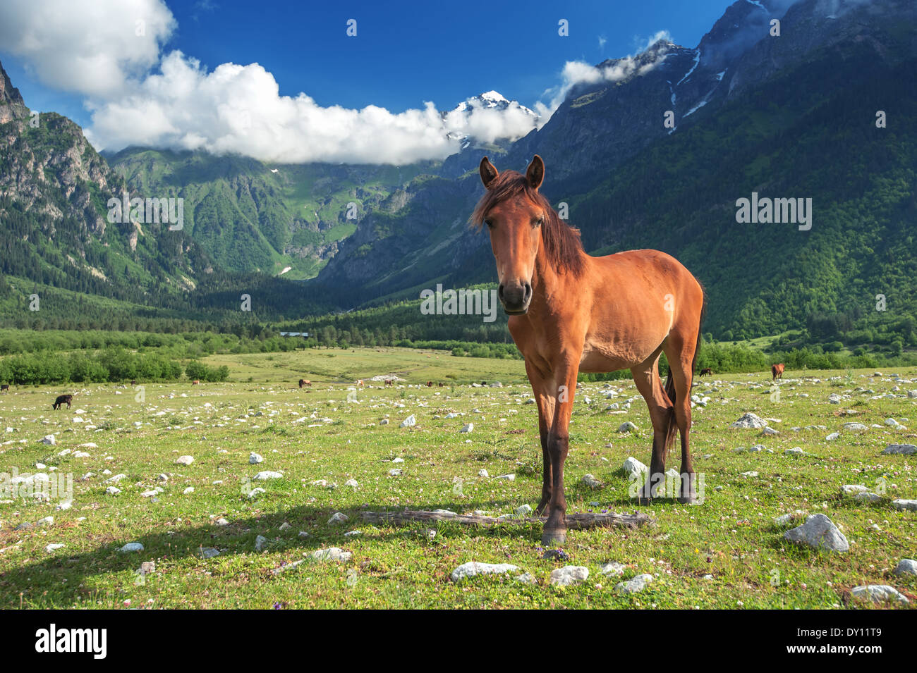 braune Pferd im Hochgebirge Stockfoto