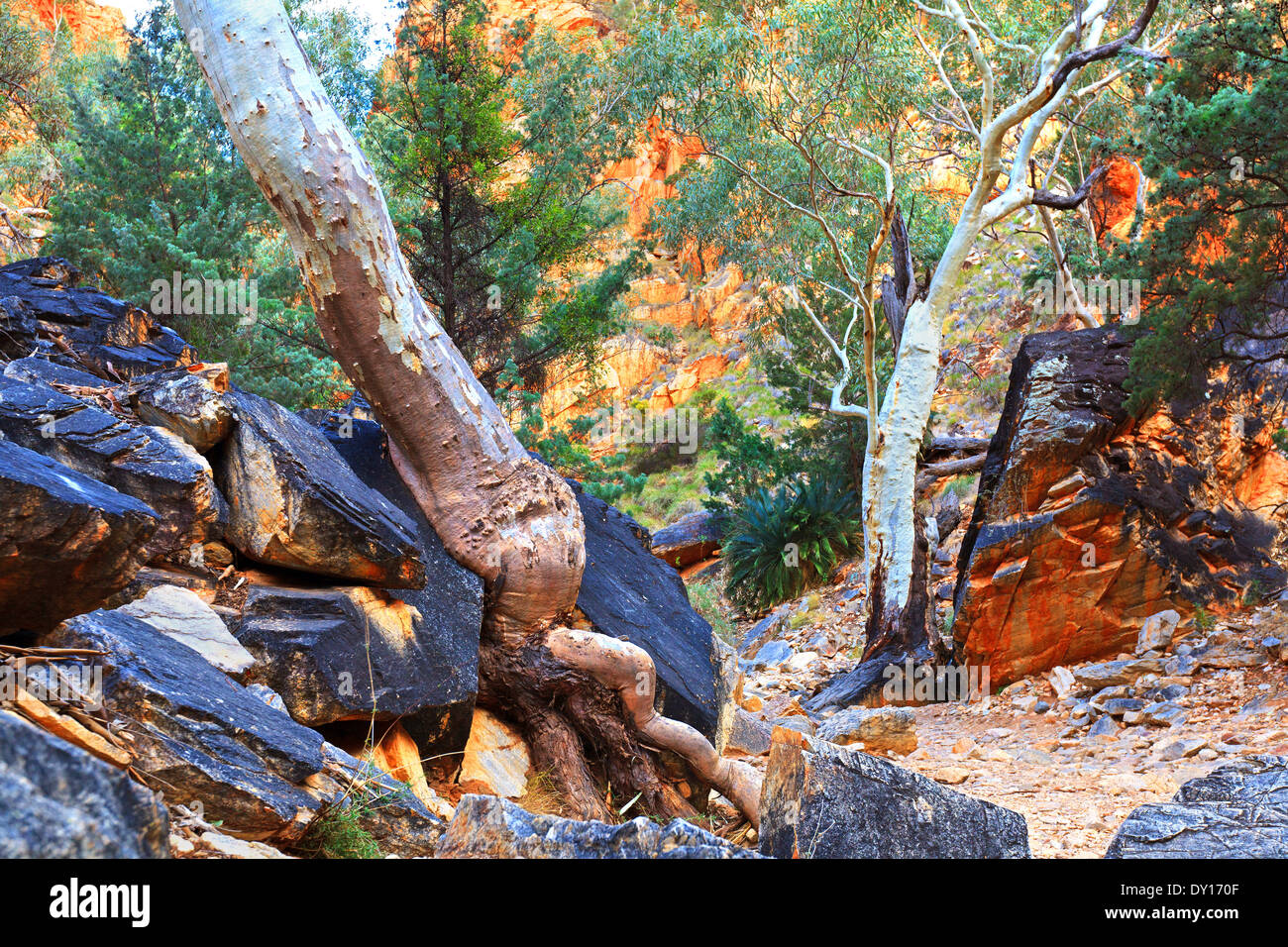 Ghost Gums Felsformationen Stanley Chasm outback West MacDonnell Ranges Central Australien Nordgegend Fluss alten palm Stockfoto