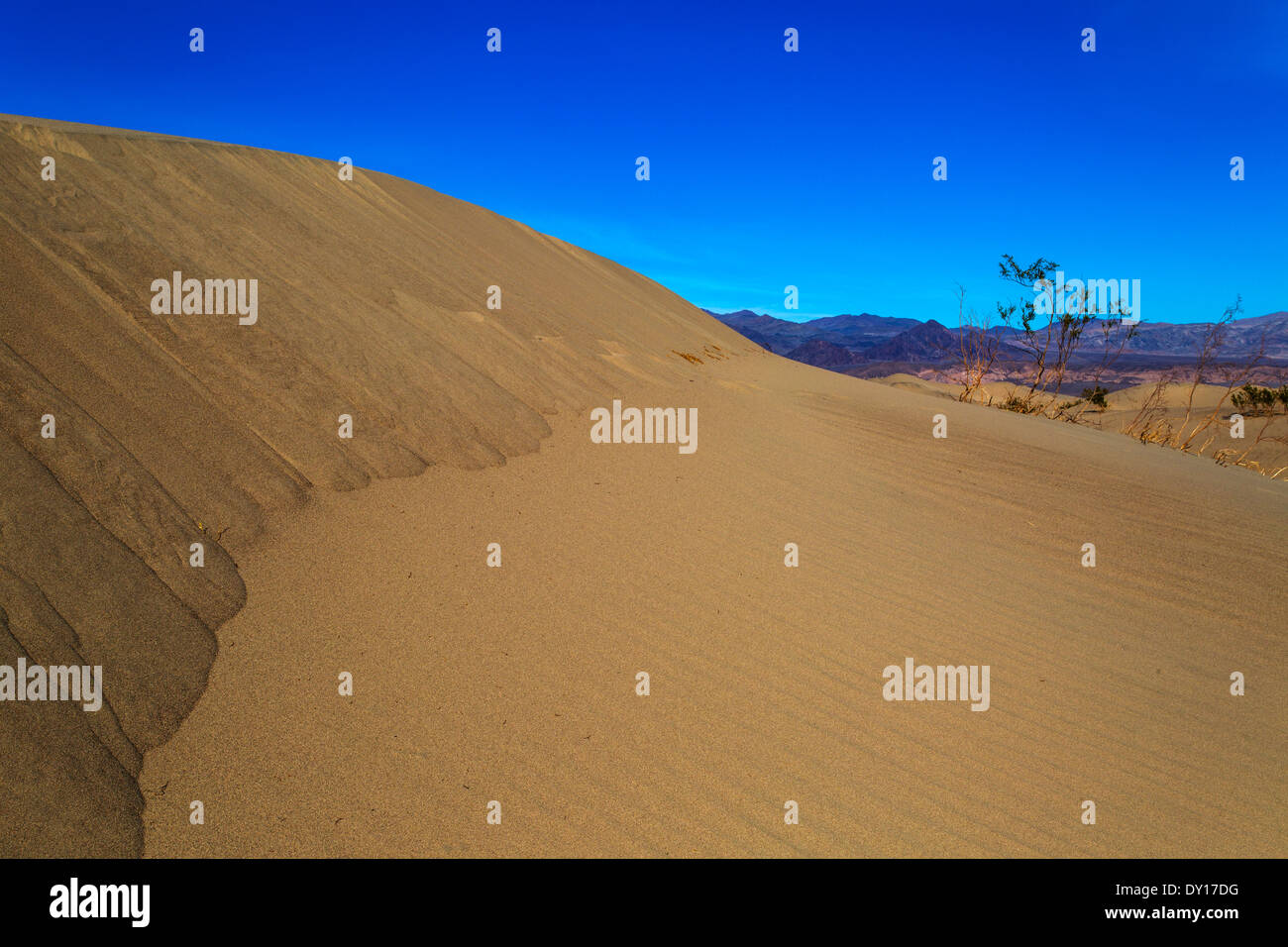 Death Valley Nationalpark Kalifornien Vereinigte Staaten von Amerika. Flache Mesquite Sand dunes Stockfoto