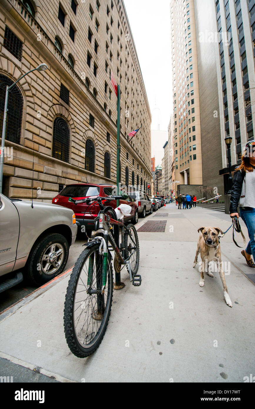 Hund auf der Suche in der Kamera in Manhattan Stockfoto