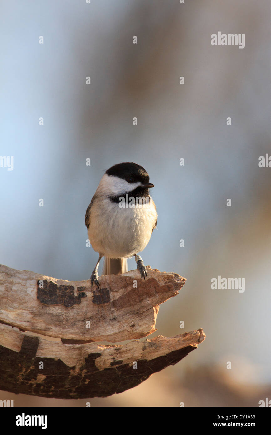 Schwarz-capped Meise (Poecile Atricapillus) auf Ast. Stockfoto