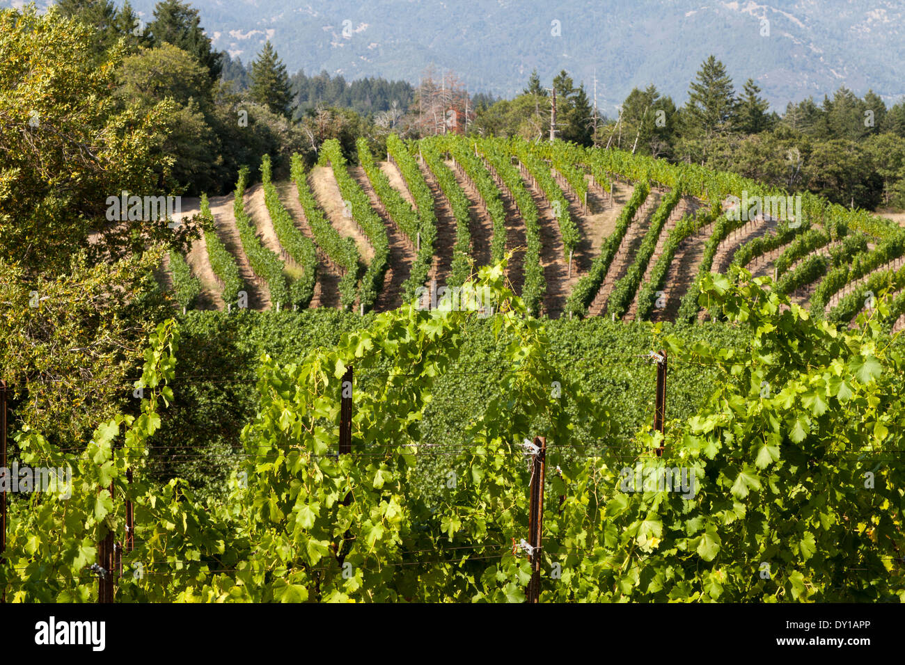 Reihen von Weinreben an Pride Mountain Vineyards, St. Helena, Napa Valley, Kalifornien, USA Stockfoto